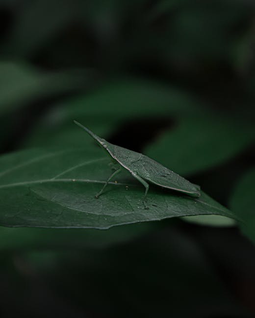 A detailed close-up of a green insect resembling a katydid perched on a dark green leaf with visible veins and water droplets. The insect's elongated body, slender legs, and pointed tail are highlight