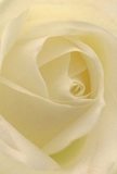 As your fingers might gently brush the heart of this exquisite cream-white rose, you're enveloped by its delicate magic-every petal unfurling in soft spirals, as inviting and tender as the glow of a Hounslow sunrise over Beaversfield Park. The close perspective immerses you in the serenity of its smooth, matte texture, making it easy to imagine each petal touched with the quiet dew of early morning. Subtle shadows slip through the ivory folds, giving the bloom dimension and silent drama, while the ambient light evokes a peace reminiscent of tranquil mornings on Staines Road. This rose, carefully chosen by a florist attuned to Hounslow's rhythms, channels reverence and sincerity-an ideal choice for expressing sympathy, admiration, or celebrating new beginnings. One can almost sense its understated, sweet fragrance-a fleeting note that lingers in the air like gentle comfort on a mild day. The arrangement captures not only the beauty of the flower, but also the artistry and heartfelt intention invested with every stem. For those in Hounslow seeking a meaningful gesture, this rose stands as a symbol of hope, solace, and artistry-crafted with local care and ready to brighten homes or mark special moments with eloquence that transcends words.